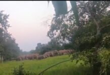 कोडरमा के जयनगर में हाथियों का आतंक, दो दर्जन से अधिक हाथियों के झुंड ने फसलें रौंदी