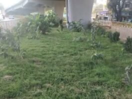 रांची के 100 स्थानों पर बनेंगे ग्रीन पैच, हरियाली पर खर्च होंगे 2.85 करोड़ रुपये